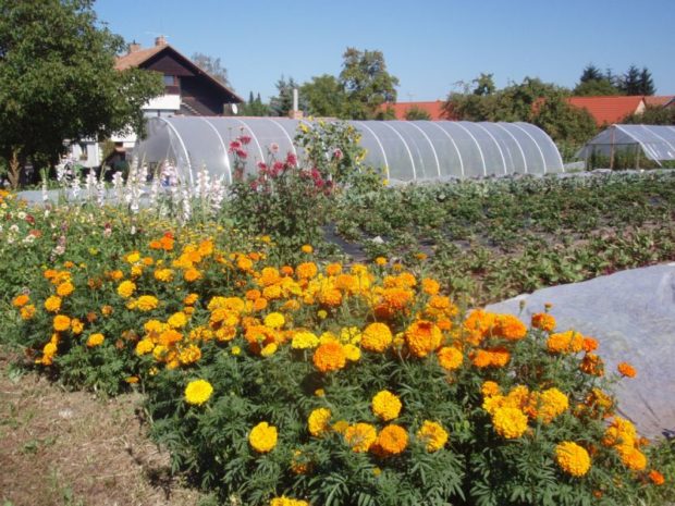 Na farmě Kozozel mají vedle skleníků květiny