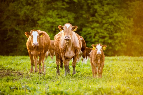 Ekofarma Agrofyto se specializuje na chov mléčného a masného skotu.