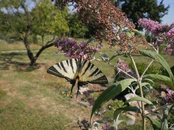 Biodiverzita v ekosadu Schauerovy zahrady