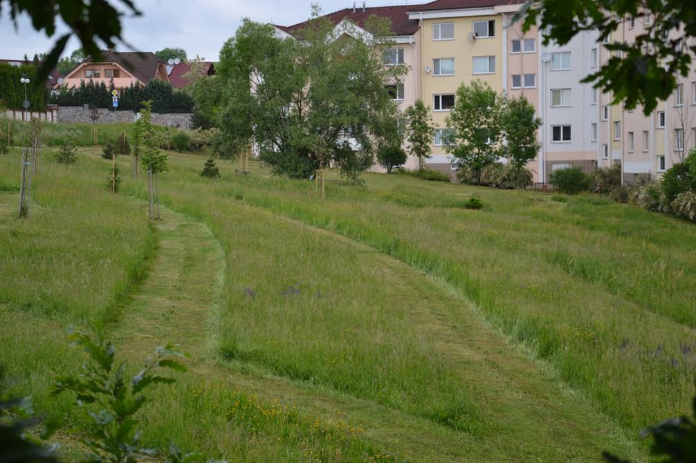 Mozaikovitá seč na sídlišti ve Zvoleně