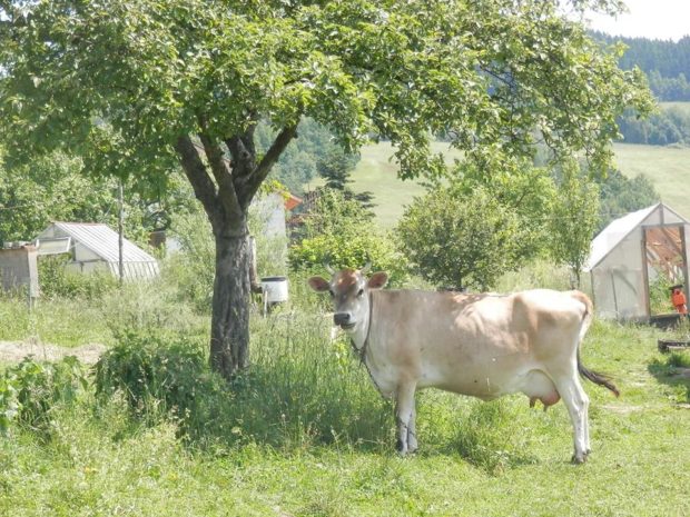 Rodinná ekofarma Statek u Macháčků