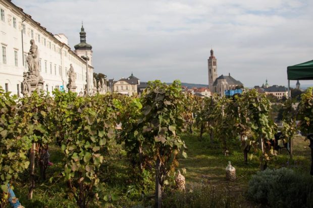 Vinné sklepy Kutná Hora - pohled na vinici