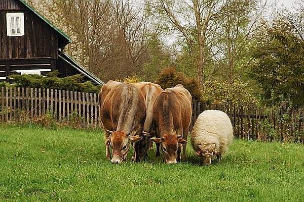 Farma Růžová - Ze školy na statek