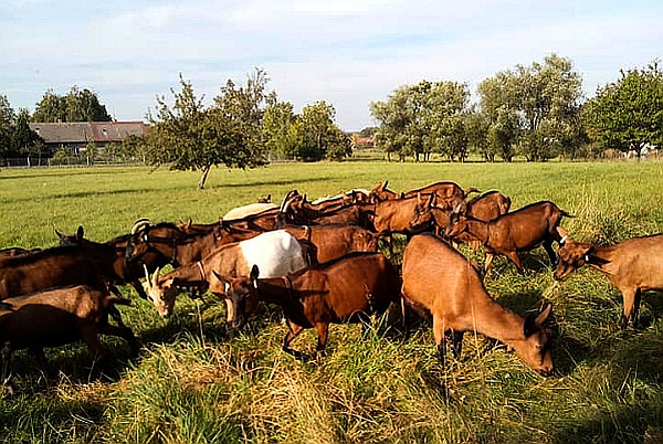 Kozy na farmě v Prosetíně