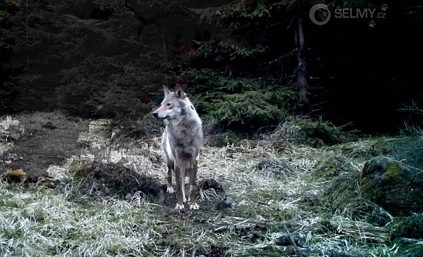 Vlk v Krušných horách - snímek z fotopasti