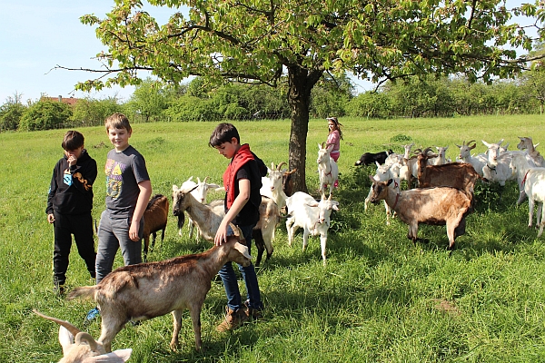 Školáci vyrazili ze školy na statek: nejvíc se jim líbilo na pastvině u koz.