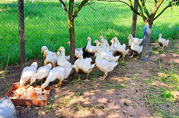 Na farmě v Drysicích chovají také husy.