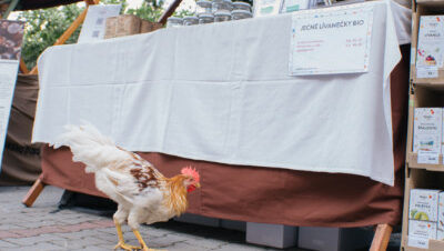 Biojarmark letos netradičně navštívily i slepice, které utekly ze svého ohrazeného výběhu na dvoře Národního zemědělského muzea.